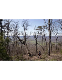 pilarka spalinowa Husqvarna 585 2